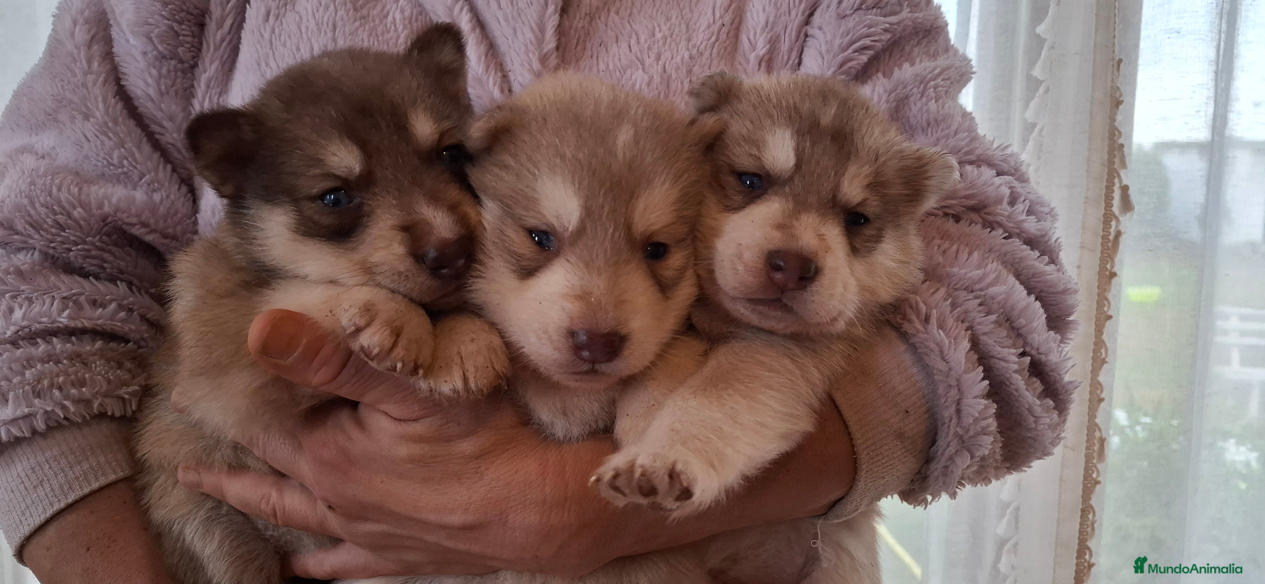 Husky Siberiano perros Husky siberiano - Anuncio 6