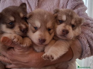 Husky Siberiano perros Husky siberiano - Anuncio 5