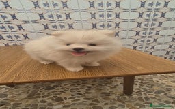 Pomerania perros en venta: Pomerania lulu mini hembra  - Imagen 2