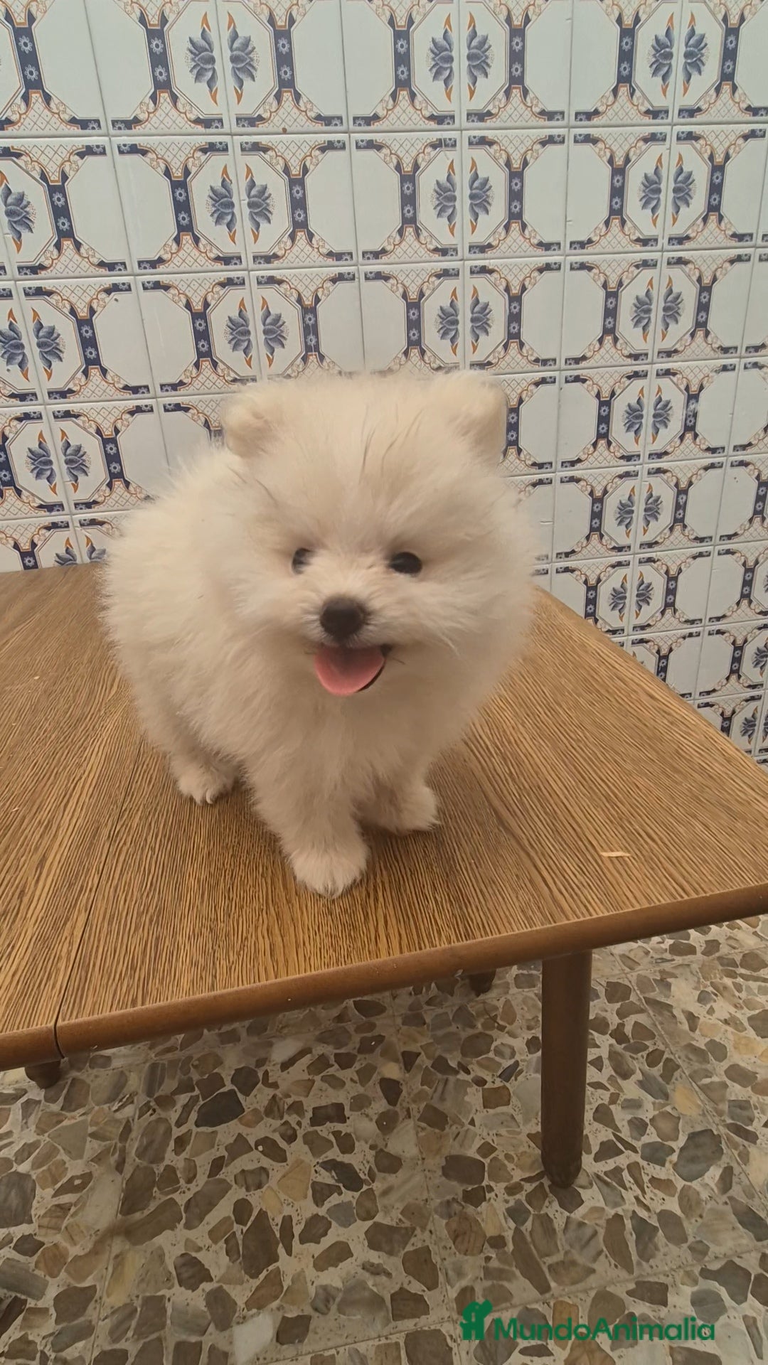 Pomerania perros en venta: Pomerania lulu mini hembra  - Imagen 2