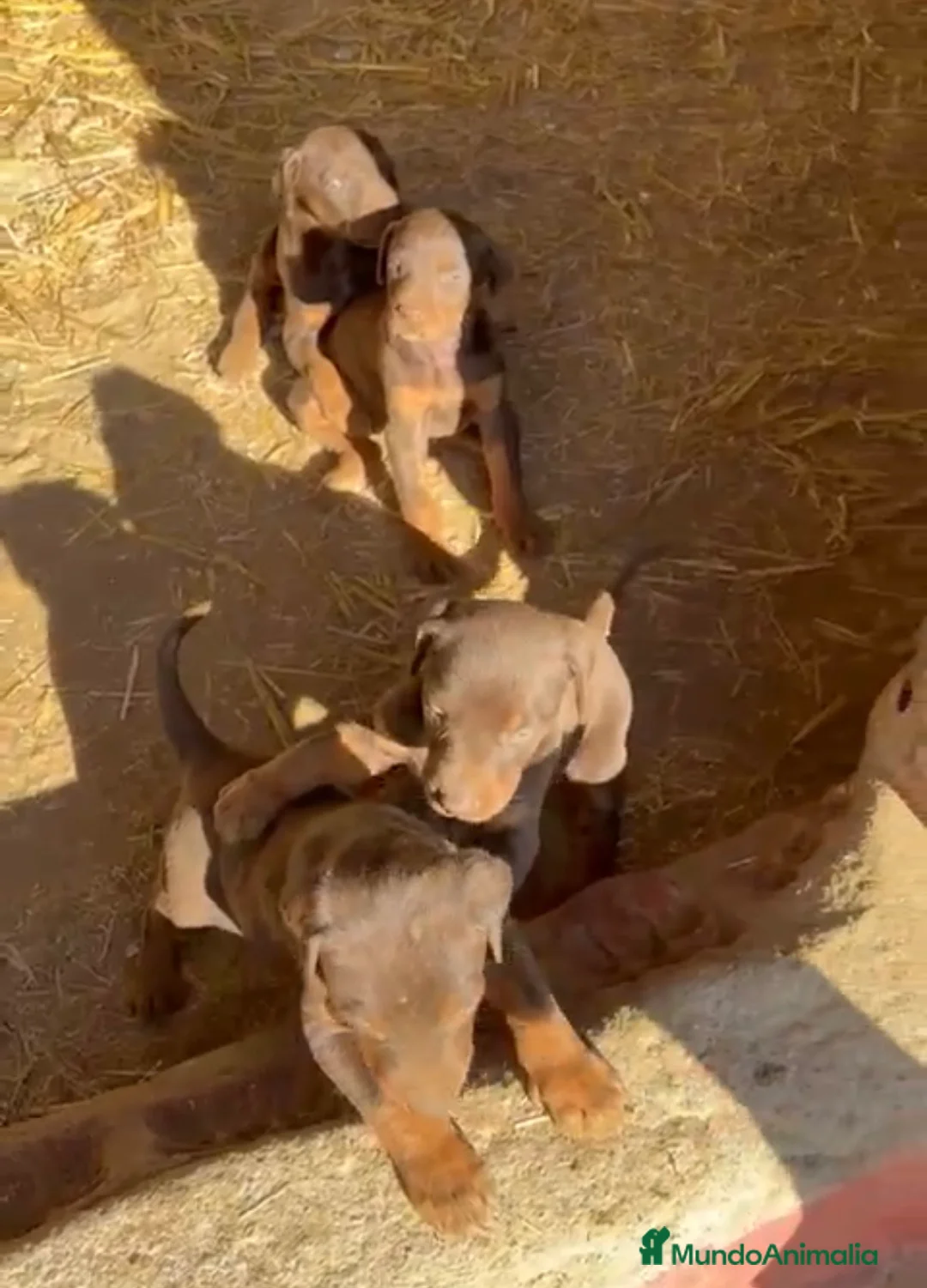 Dobermann perros en venta: Espectacular macho y hembra disponible  en Sevilla - Anuncio 1