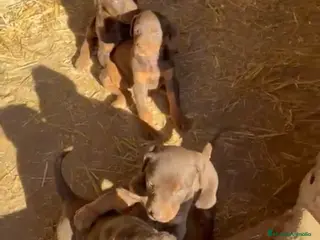 Dobermann perros Espectacular macho y hembra disponible - Anuncio 3