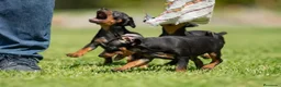 Pinscher Miniatura perros en venta: Pinscher puppy - Anuncio 3