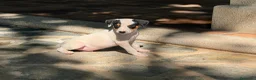 Ratonero Bodeguero Andaluz perros en venta: Ratonero Bodeguero Andaluz - Anuncio 3