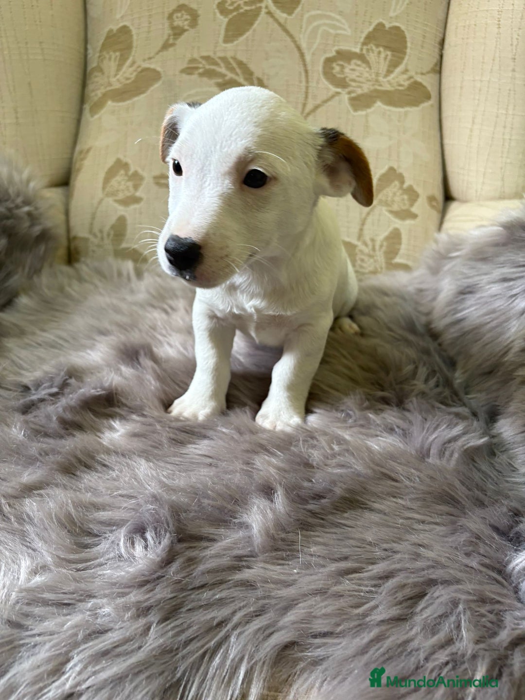Jack Russell Terrier perros en venta: Cachorros de Jack Russell  - Imagen 36