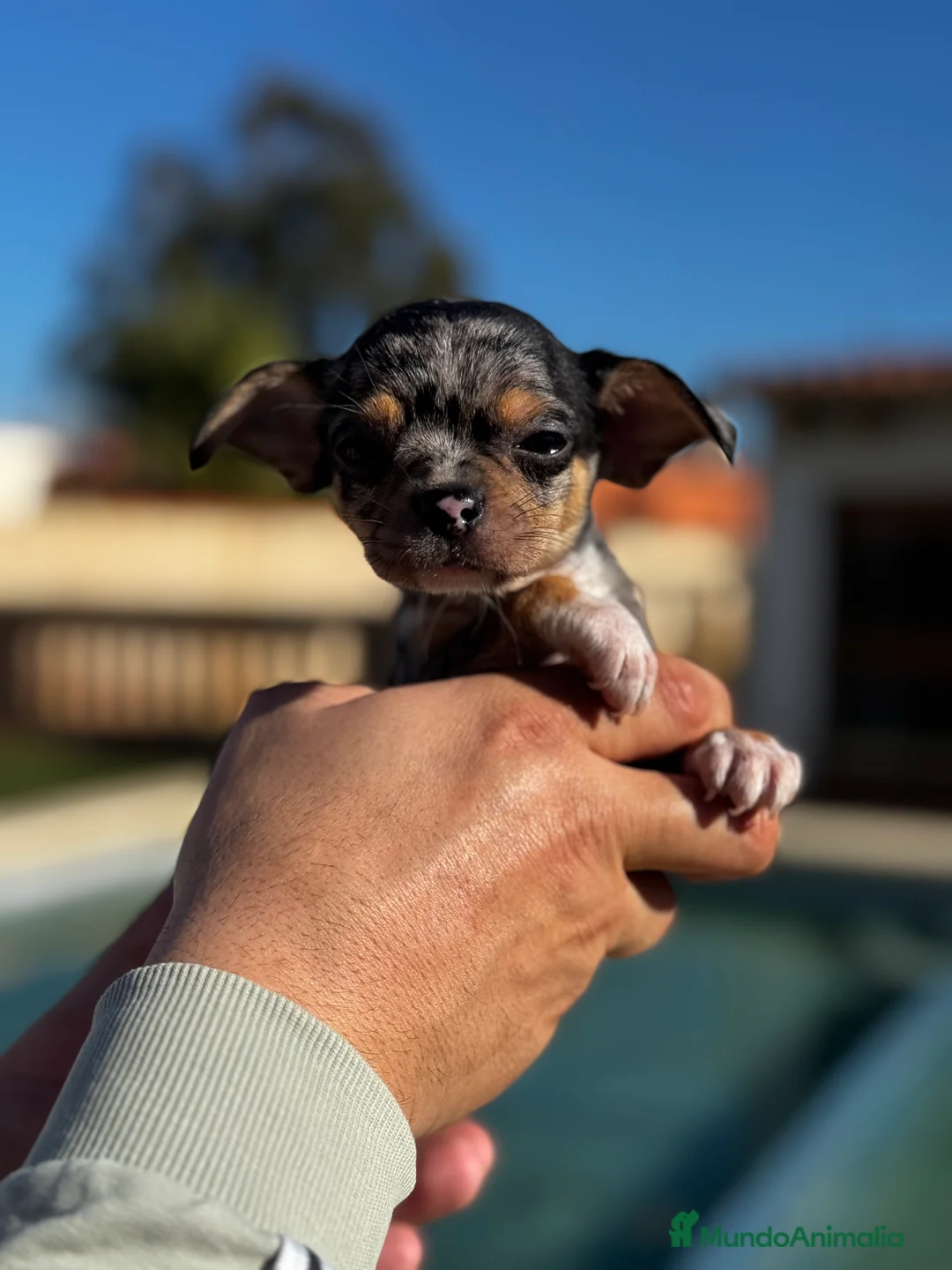 Chihuahua perros en venta: Chihuahuas  en Illes Balears - Anuncio 7