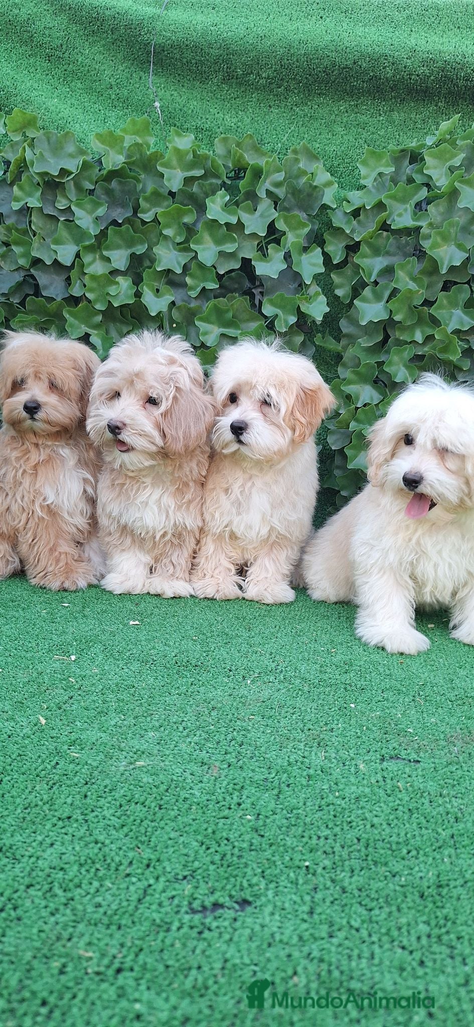 Maltipoo perros Maltipoo - Anuncio 2