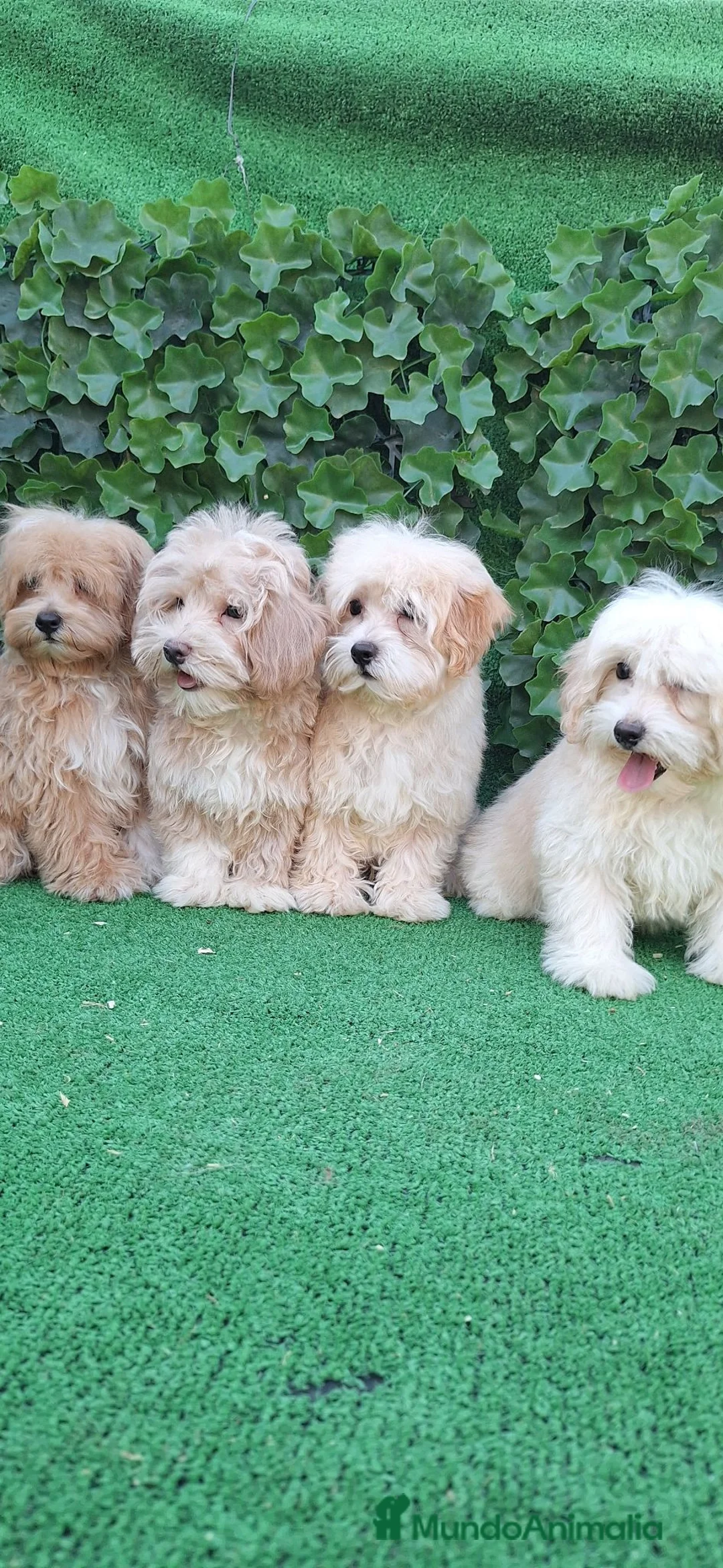 Maltipoo perros en venta: Maltipoo - Anuncio 2