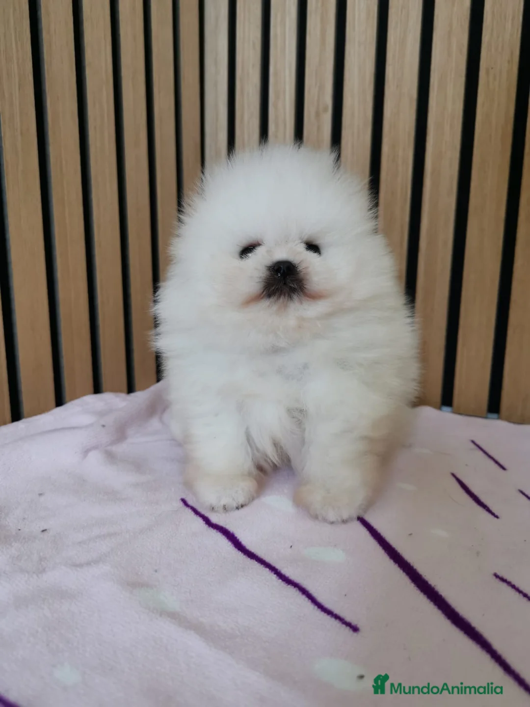 Pomerania perros en venta: Pomerania TOY Blanco nuclear ♂️ - Anuncio 4