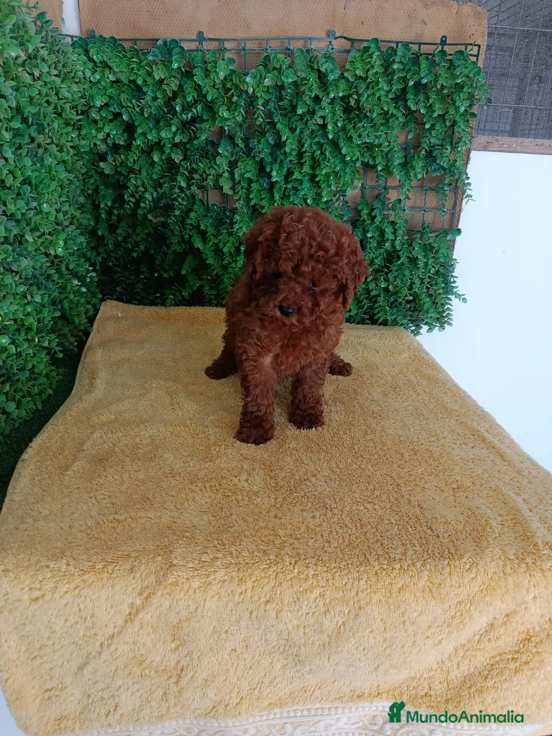 Caniche Toy perros en venta: PRECIOSOS CANICHE  ROJO LINEA TOY  - Anuncio 1