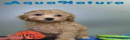 Havapoo perros en venta: Havapoo Macho de Haya y Can 8300 AQUANATURA - Anuncio 5