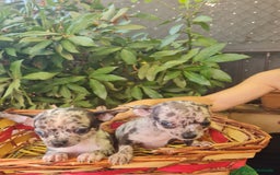 Chihuahua perros en venta: Chihuahua toy - Imagen 2