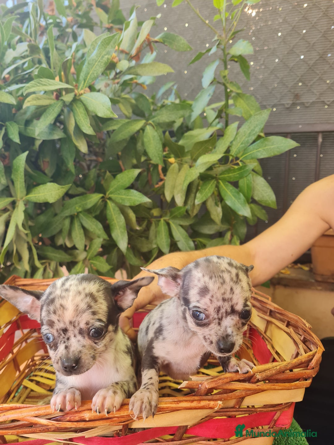 Chihuahua perros en venta: Chihuahua toy - Imagen 2