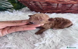 Caniche Toy perros en venta: CANICHE TOY MACHO - Imagen 11