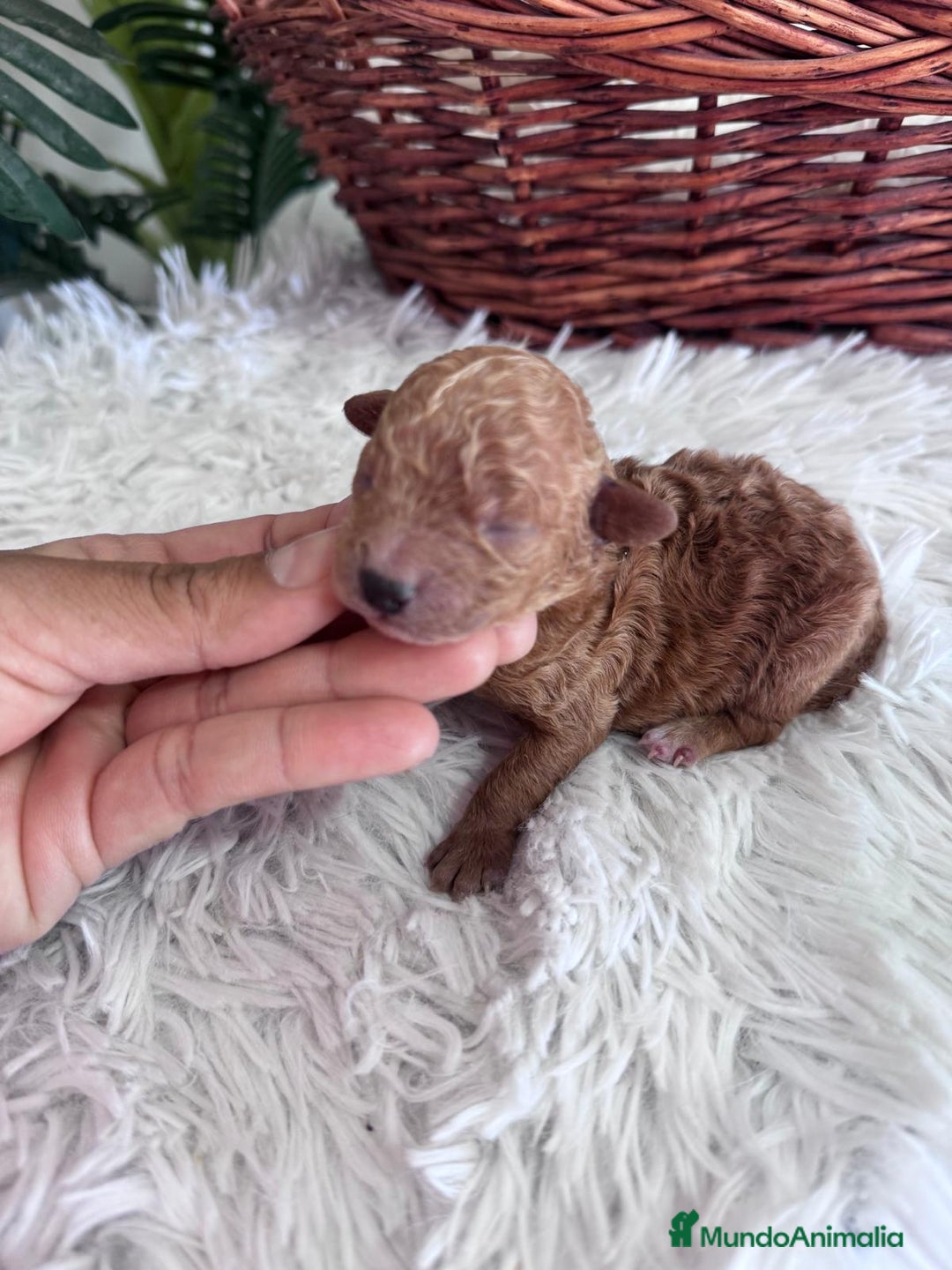 Caniche Toy perros en venta: CANICHE TOY MACHO - Imagen 11