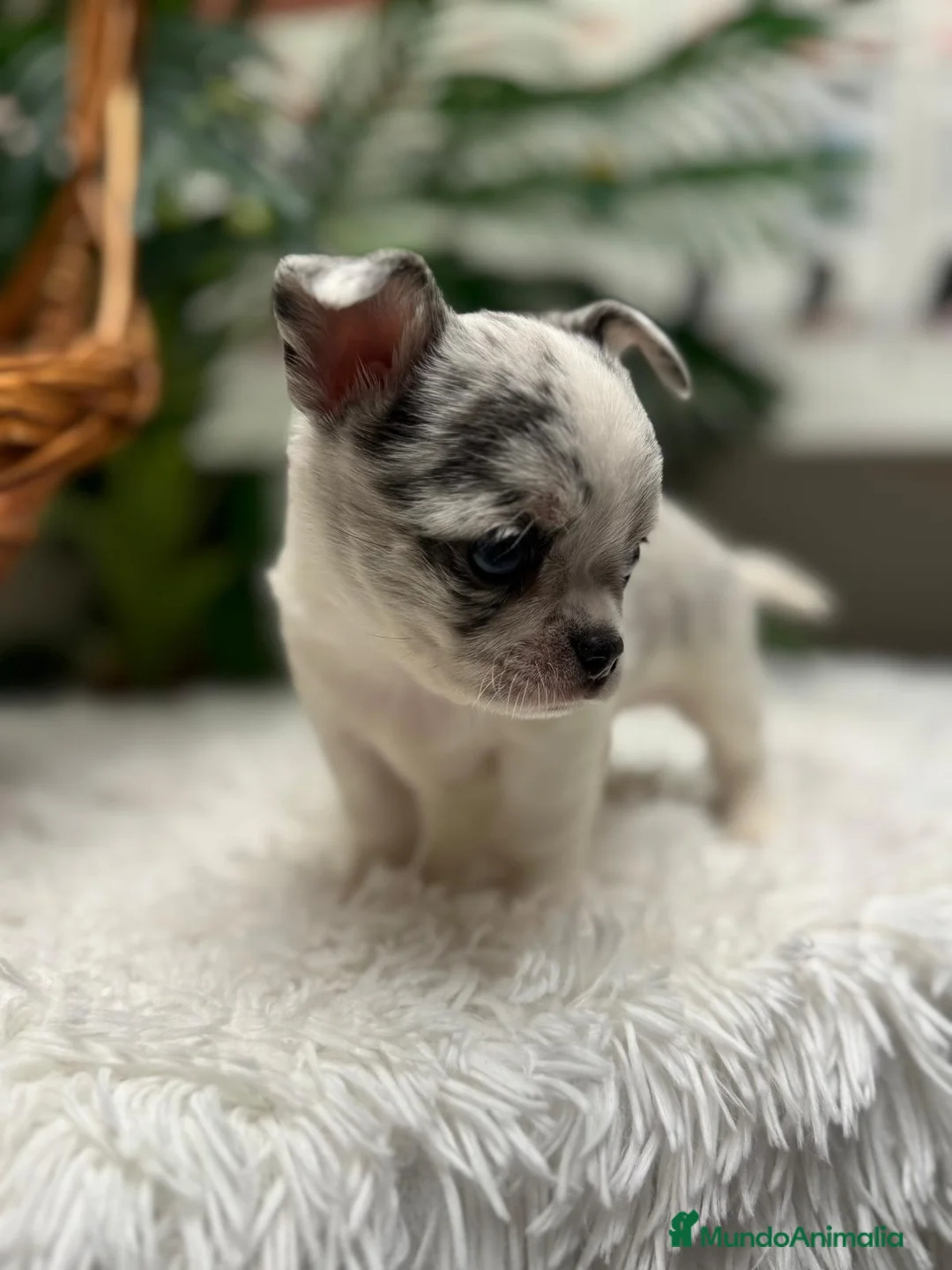 Chihuahua perros en venta: CHIHUAHUA MERLE - Anuncio 2