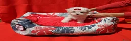 Bichón Maltés perros en venta: Bichón Maltés - Anuncio 7