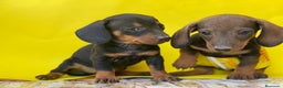 Teckel Miniatura perros en venta: Teckel cachorritos  en Ciudad Real - Anuncio 4