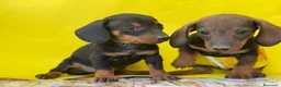 Teckel Miniatura perros en venta: Teckel cachorritos  en Ciudad Real - Anuncio 4