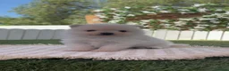 Pomerania perros en venta: POMERANIA - Anuncio 8