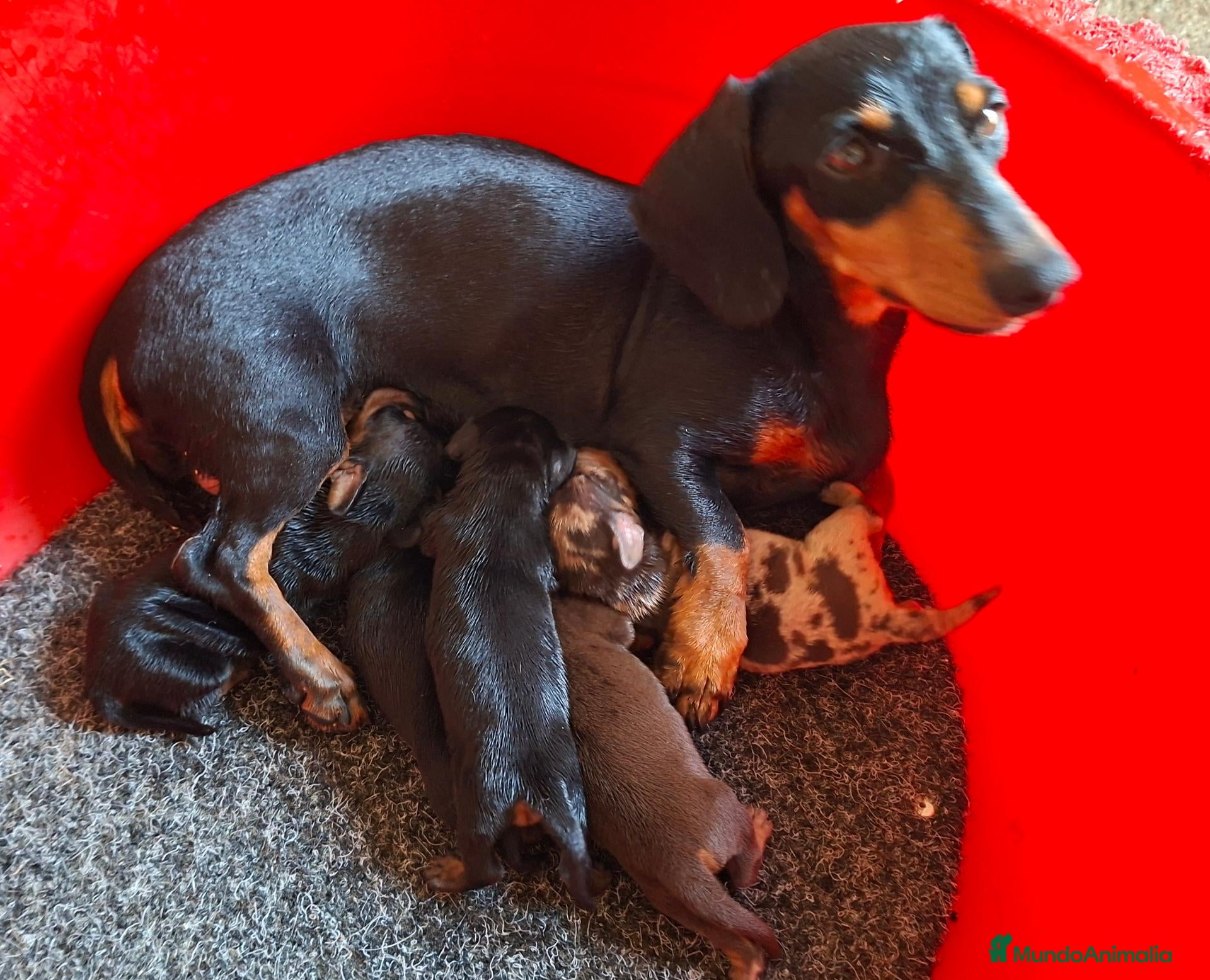 Teckel perros Teckel Canichen - Anuncio 1