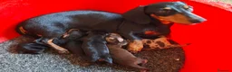 Teckel perros en venta: Teckel Canichen - Anuncio 1