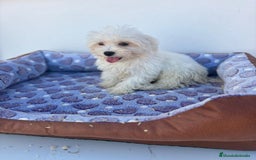 Bichón Maltés perros en venta: Bichon maltés  - Imagen 11