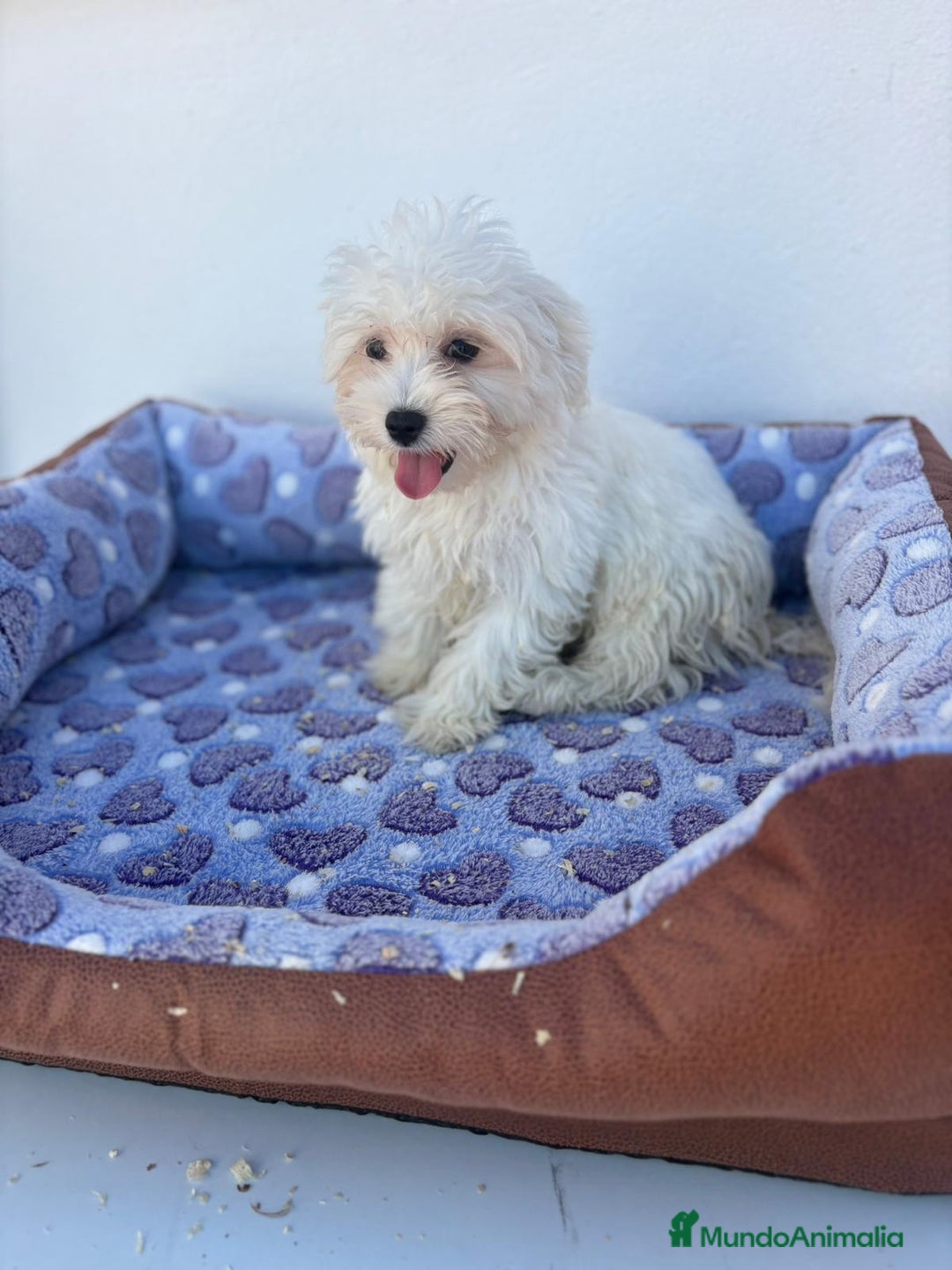 Bichón Maltés perros en venta: Bichon maltés  - Imagen 11