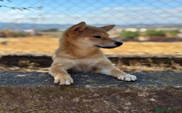 Shiba Inu perros en venta: Shiba inu hembra  - Imagen 4
