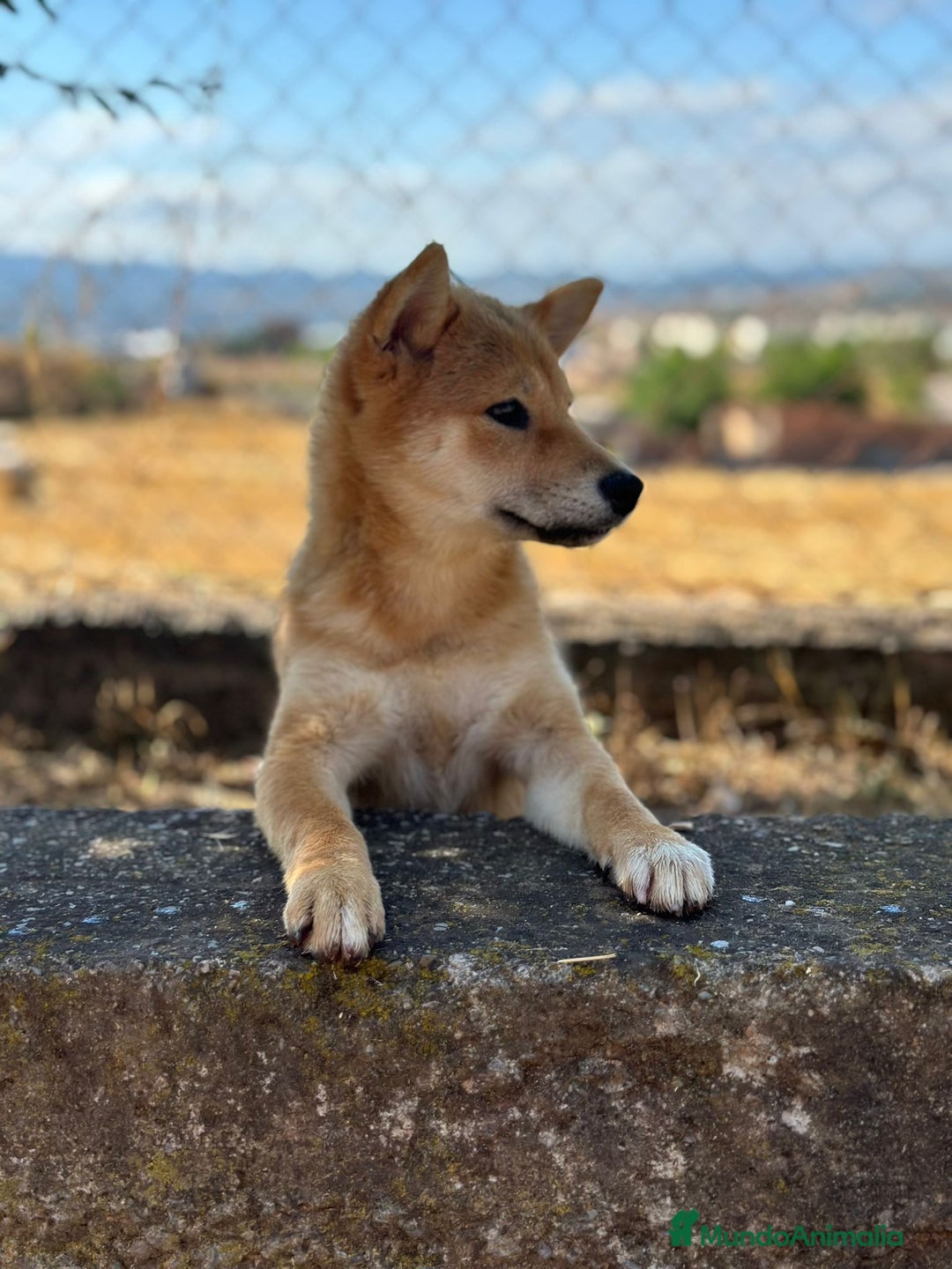 Shiba Inu perros en venta: Shiba inu hembra  - Imagen 4