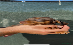 Teckel perros en venta: TECKELS KANINCHEN DE CALIDAD  - Imagen 9