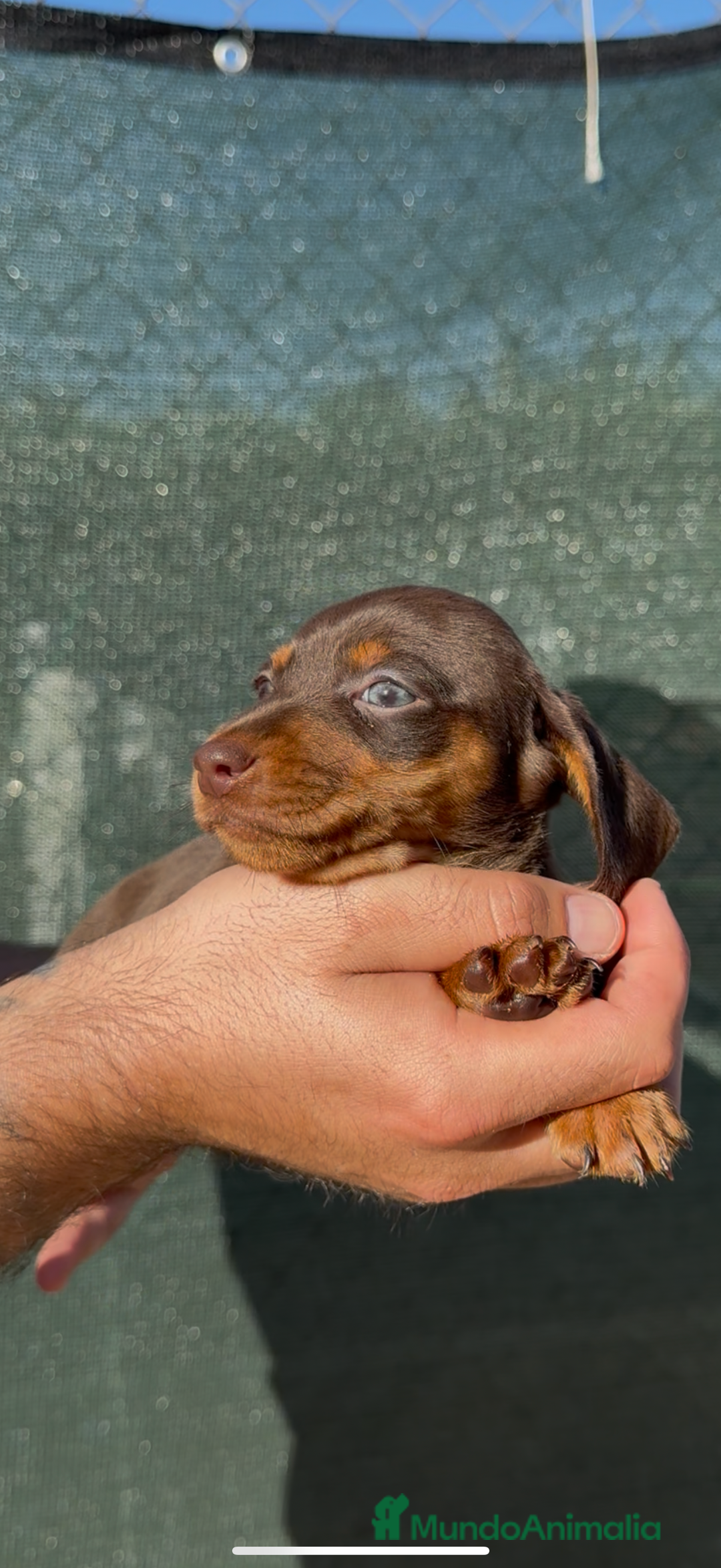 Teckel perros en venta: TECKELS KANINCHEN DE CALIDAD  - Imagen 9