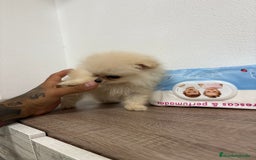 Pomerania perros en venta: Pomerania hembra  - Imagen 4
