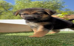 Pastor Alemán perros en venta: PASTOR ALEMAN - Imagen 18
