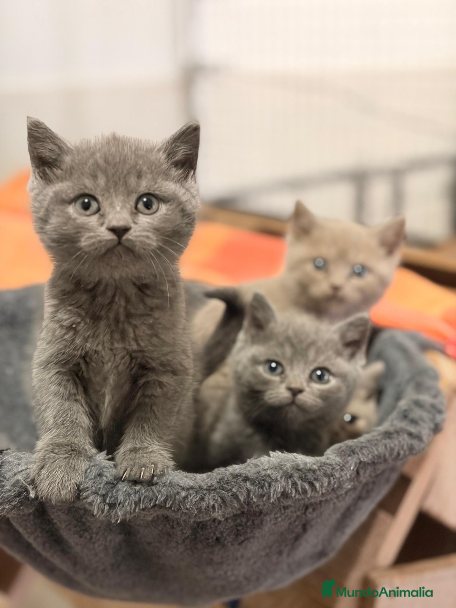 Británico de Pelo Corto Azul gatos Brithis shorthair - Anuncio 1