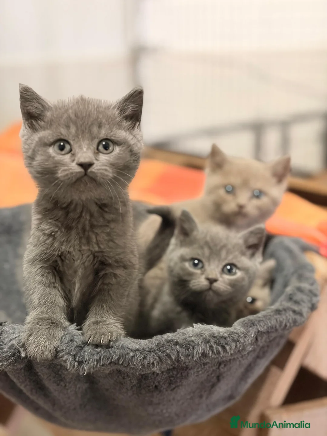 Británico de Pelo Corto Azul gatos en venta: Brithis shorthair - Anuncio 1