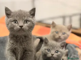Británico de Pelo Corto Azul gatos Brithis shorthair - Anuncio 1