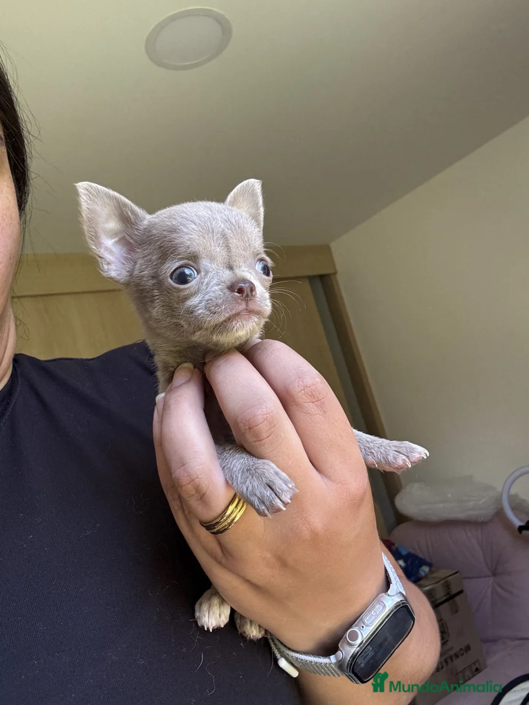 Chihuahua perros en venta: CHIHUAHUAS ( ENVIO A CONTRAREMBOLSO )  - Anuncio 2