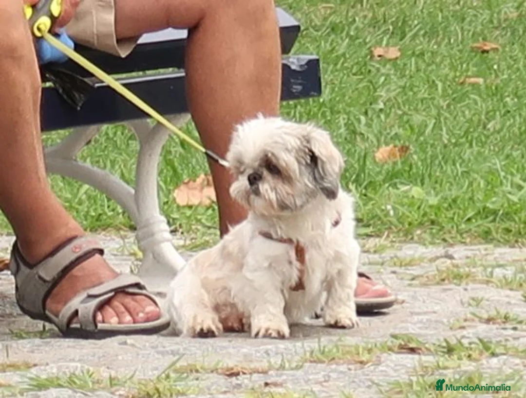 Shih Tzu perros en venta: Camada pura,, - Anuncio 10