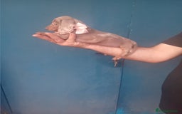 Caniche Toy perros en venta: hembritas cachorras de teckel  kaninchen - Imagen 2