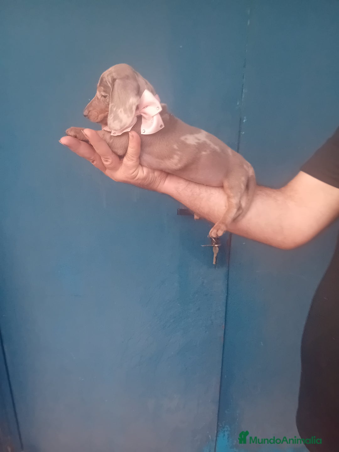 Caniche Toy perros en venta: hembritas cachorras de teckel  kaninchen - Imagen 2