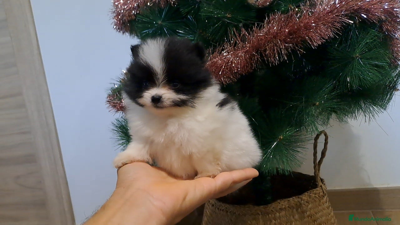 Pomerania perros Cachorrito Lulu de Pomerania Mini  - Anuncio 6