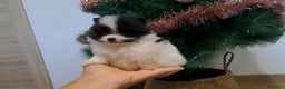 Pomerania perros en venta: Cachorrito Lulu de Pomerania Mini  - Anuncio 1