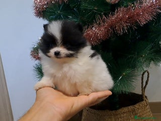 Pomerania perros Cachorrito Lulu de Pomerania Mini - Anuncio 1