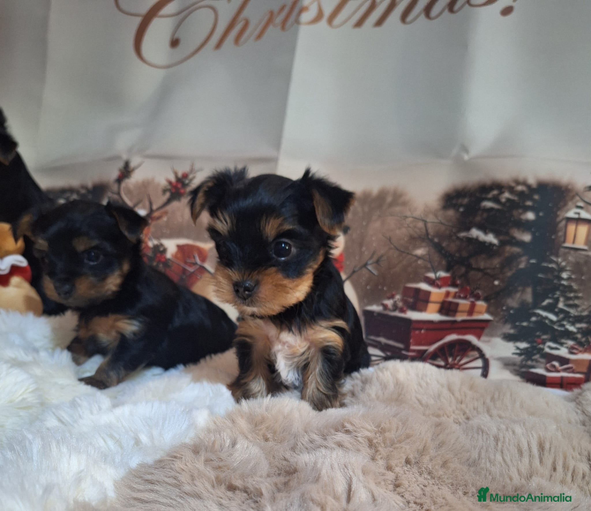 Yorkshire Terrier perros Cachorros Yorkshire  - Anuncio 4