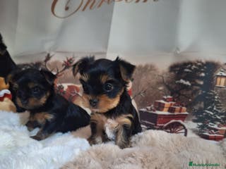 Yorkshire Terrier perros Cachorros Yorkshire - Anuncio 8
