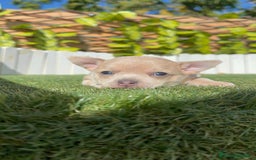 Chihuahua perros en venta: CHIHUAHUA HEMBRA - Imagen 9