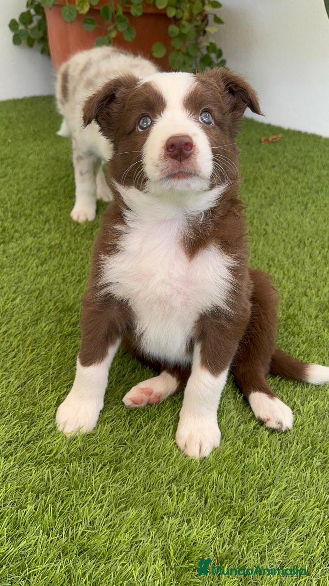 Border Collie perros en venta: BORDER COLLIE HEMBRA  - Imagen 10