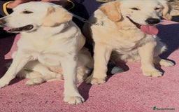 Golden Retriever perros en venta: Golden retriever - Imagen 2
