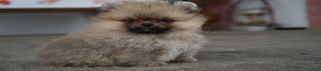 SRIKE
